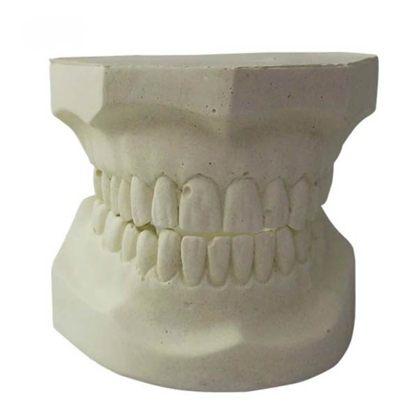 UM-S22白いAlundum歯モデル