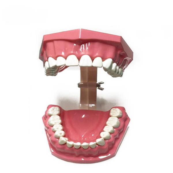 UM-A8-01大人の歯磨きデモンストレーションモデル (28pcs歯)