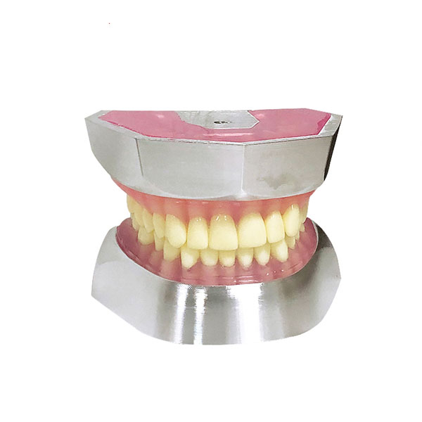 UM-L16樹脂の歯の抽出モデル (32pcs歯だけ)