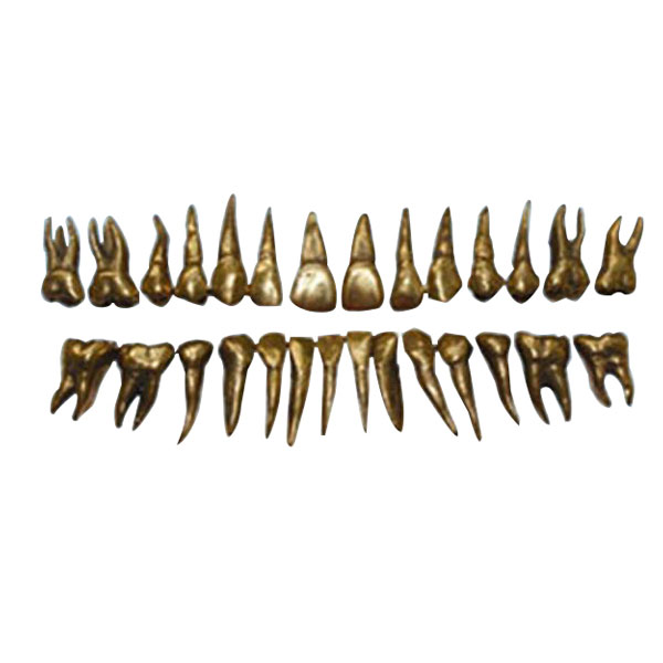 金属の歯のUM-D13の形态