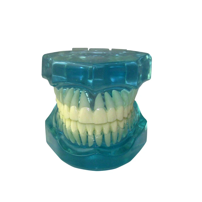UM-7002完全に透明なモデル標準的な大人の歯